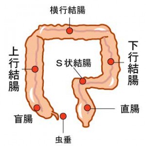 腸の各部署の名称（腸管壁浸漏症候群）