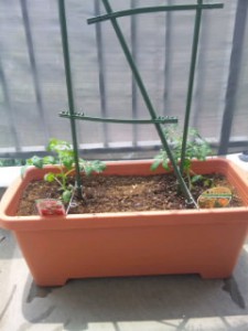 ベランダのプランターにミニトマトを植えました