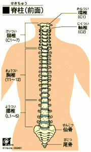 脊柱の各部分の名称
