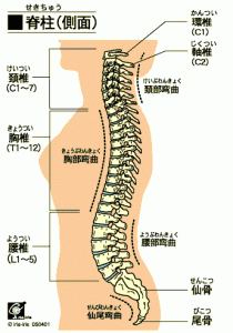 脊柱（側面）の各部位の名称