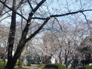 つきのみや公園の桜まつり（開花状況）