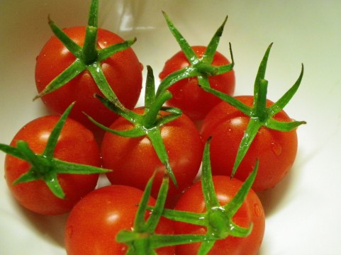 トマトのF1種 