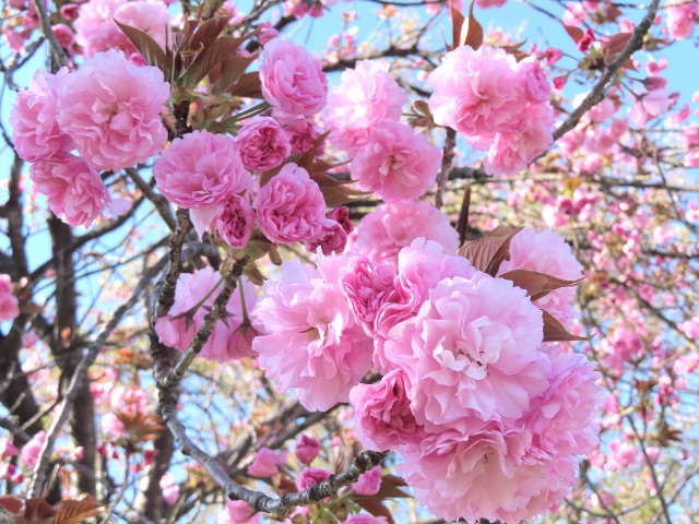 八重桜