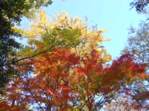 つきのみや神社の紅葉1