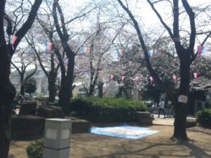 つきのみや公園の桜まつり（席き取り）